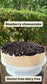 Vegan Blueberry Cheesecake GF